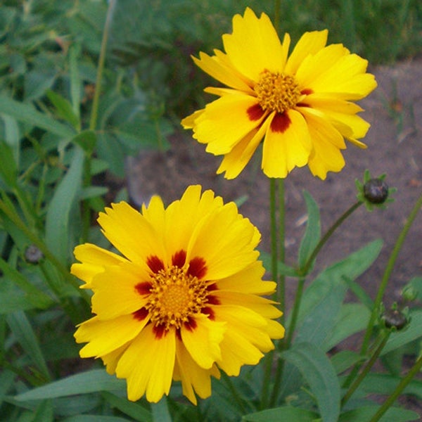 Zwei Coreopsis-Blüten im Garten