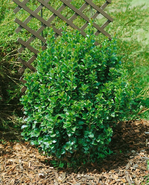 Ligustrum japonicum 'Rotundifolium', Japanischer Liguster, 80–90 cm