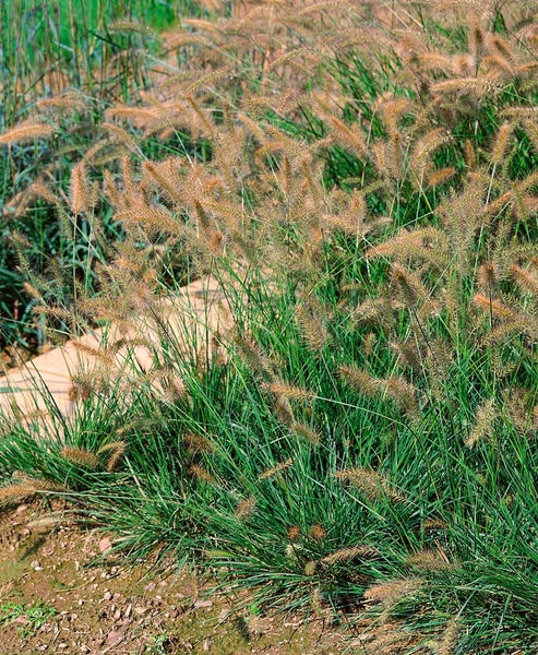 Pennisetum alopecuroides 'Cassian', Lampenputzergras, ca. 11x11 cm Topf