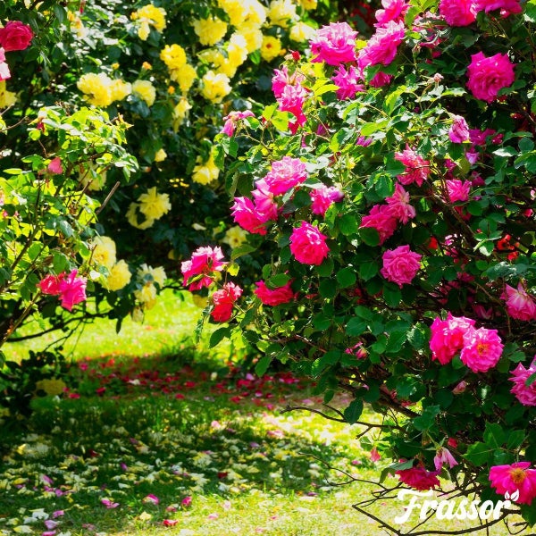 Gartenweg gesäumt von Rosenbüschen mit Blüten