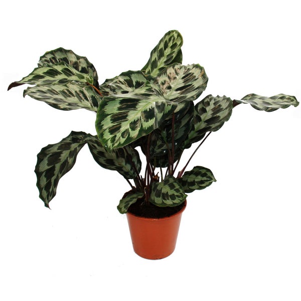 XXL-Schattenpflanze mit ausgefallenem Blattmuster Calathea roseapicta Kennedy 19cm Topf ca. 60-70cm hoch