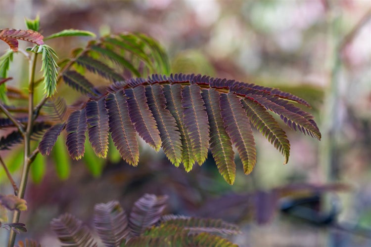 Albizia julibrissin 'Evey's Pride', Seidenbaum, 40–60 cm, rosa Blüten