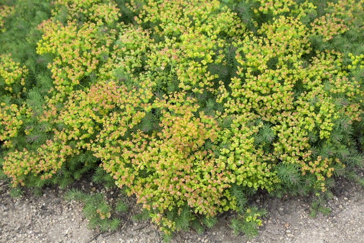 Euphorbia polychroma, Gold-Wolfsmilch, ca. 9x9 cm Topf