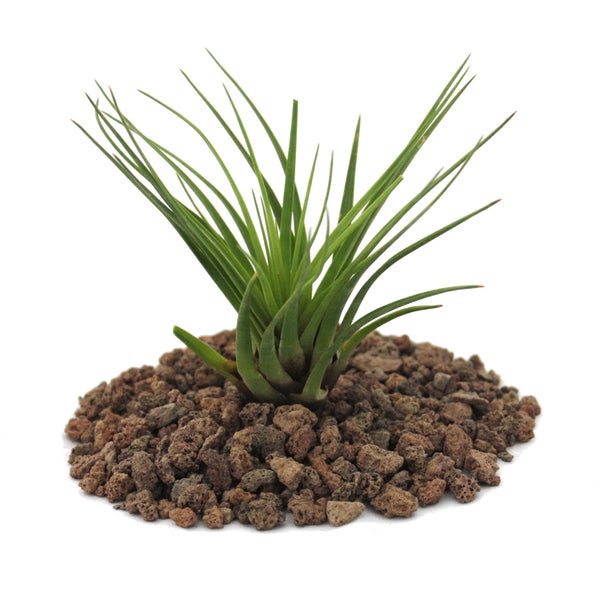 Tillandsia melanocrater tricolor grün lose Pflanze HORNBACH
