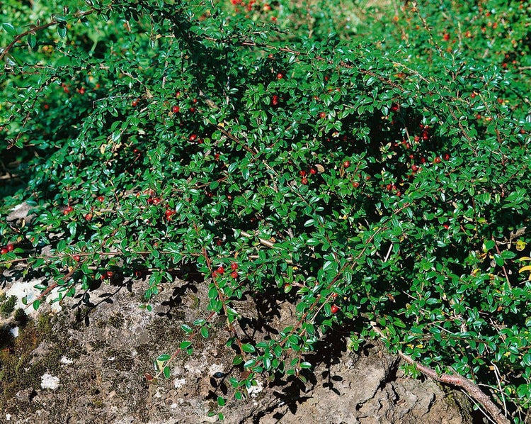 Bodendecker Fächer-Mispel mit kleinen Blättern und roten Beeren wächst über einen Stein.