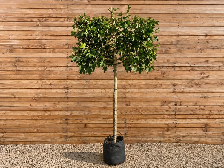 Ein quadratisch geformter Dachplatanen Baum mit grünem Laub in einem schwarzen Pflanzsack vor einer Holzwand.