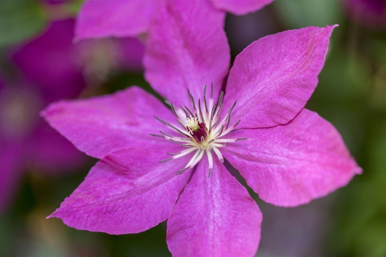 Clematis viticella, Italienische Waldrebe, 40–60 cm