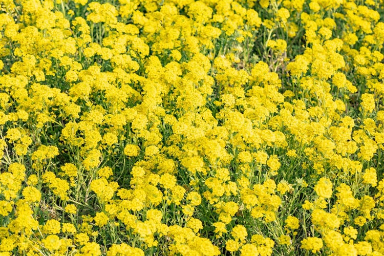 Feld mit Schleifenblumen