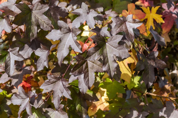 Acer campestre, Feldahorn, 60–100 cm