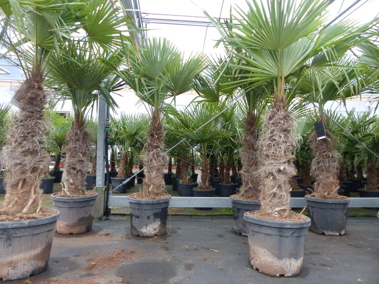 Trachycarpus fortunei XXL dicke Stämme 200 cm Hanfpalme, winterharte Palme bis -18°C