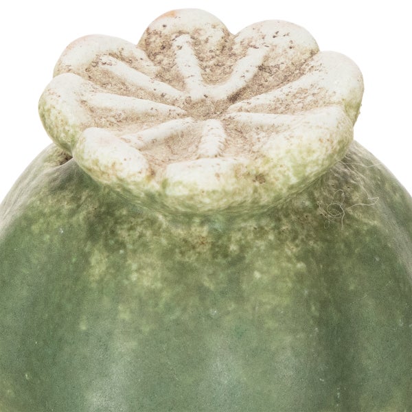 Nahaufnahme einer Mohnkapsel