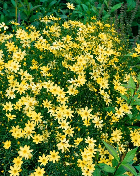 Coreopsis verticillata 'Moonbeam', Mädchenauge, hellgelb, ca. 9x9 cm Topf