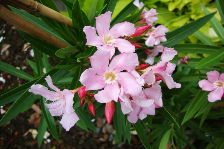 SAFLAX  - Oleander - Nerium oleander - 50 Samen
