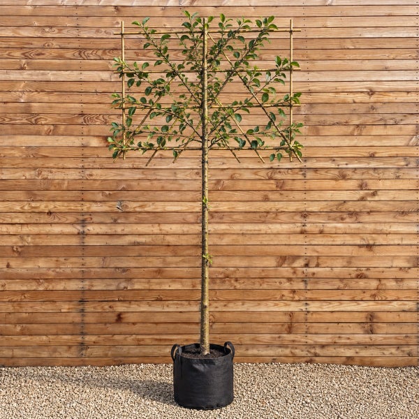 Ein Spalierbaum mit quadratischer Form, gepflanzt in einem schwarzen Pflanzsack vor einer Holzwand.