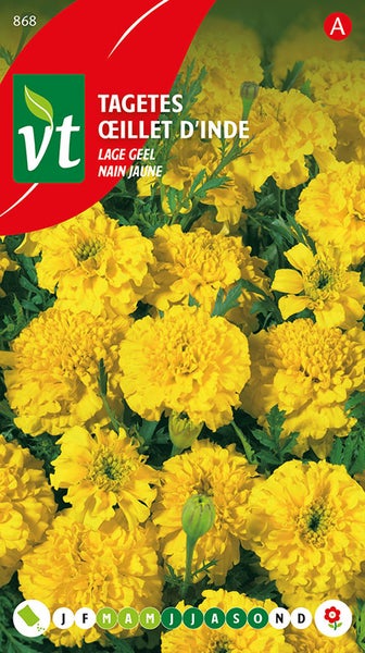 Tagetes Saatgut für niedrige gelbe Studentenblumen