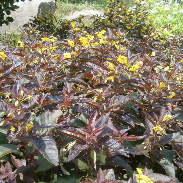 Beet mit Gelben Blumen und Dunklem Laub