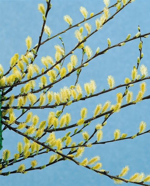 Salix repens 'Iona', Kriechweide, 40 cm Stammhöhe
