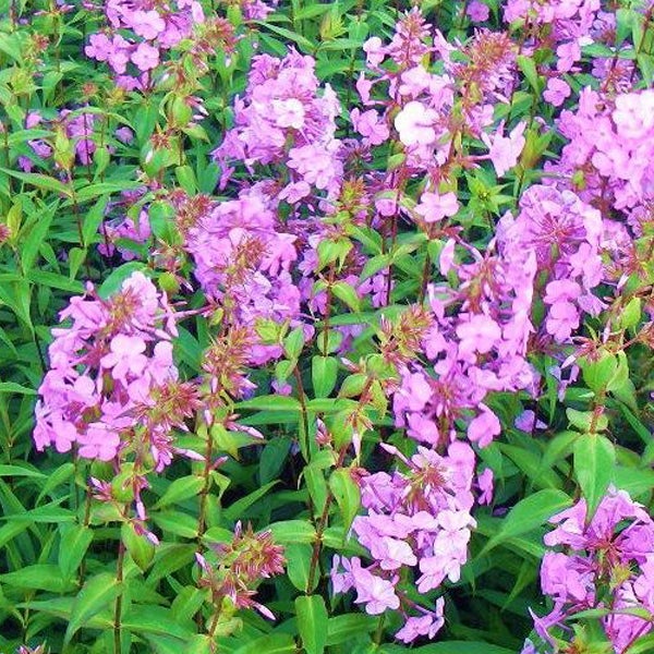 Phlox-Pflanzen mit Blüten und grünen Blättern