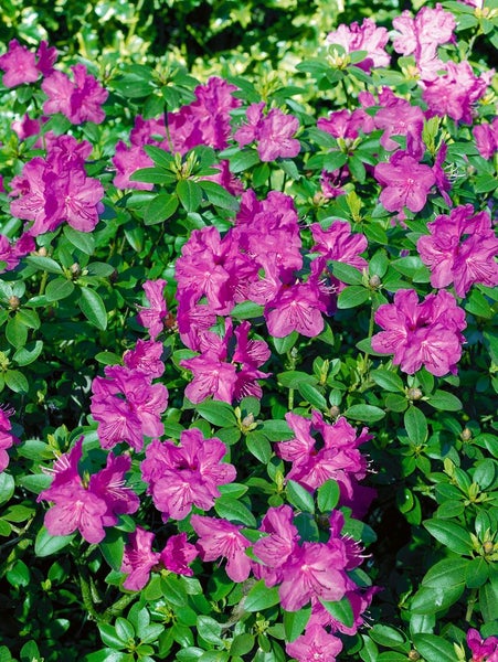 Rhododendron carolinianum 'P.J.Mezitt', rosa Blüten, 20–25 cm