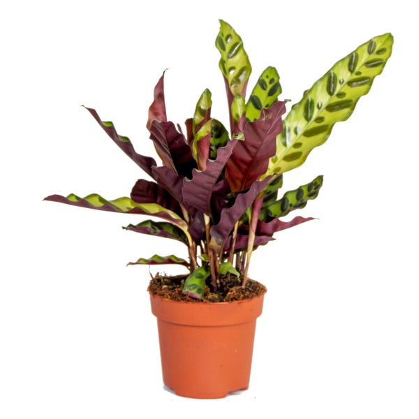 Calathea 'bedeutend' | Pfauenpflanze - Kamerplant der Kwekerspot ⌀12 cm - cm ↕25-35