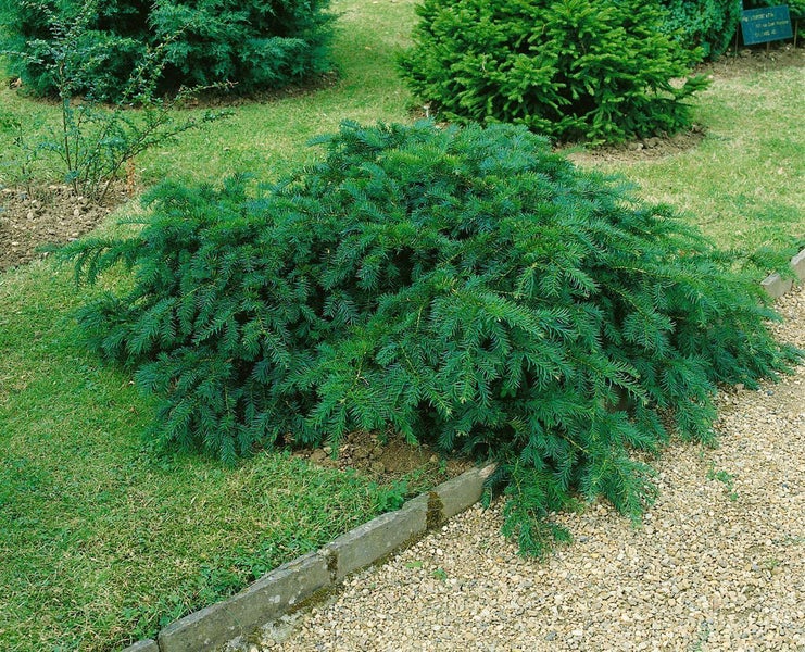 Ein immergrüner Zwergstrauch im Garten