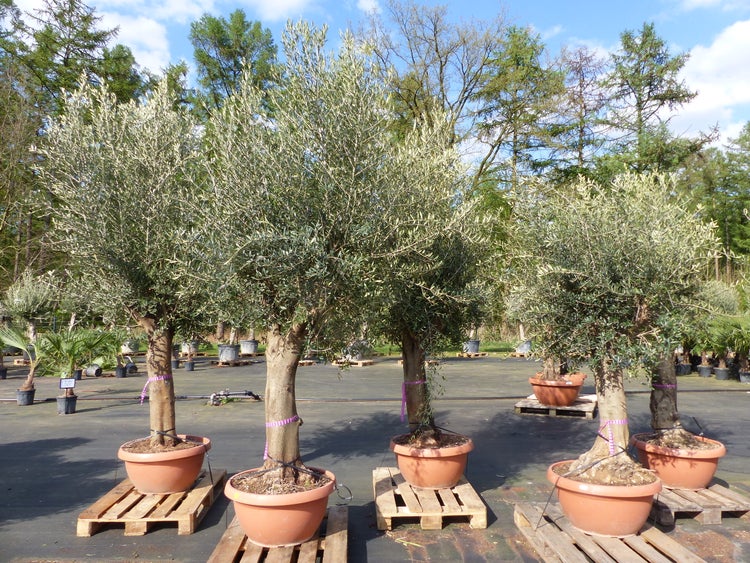 winterharter olivenbaum im kübel Olivenbaum auf Stamm kaufen | Olea europaea main image 0