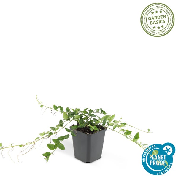 Bodendecker - Kleines Immergrün - Vinca minor 'Alba' - weißblühend - 9cm Topf - Set mit 40 Pflanzen