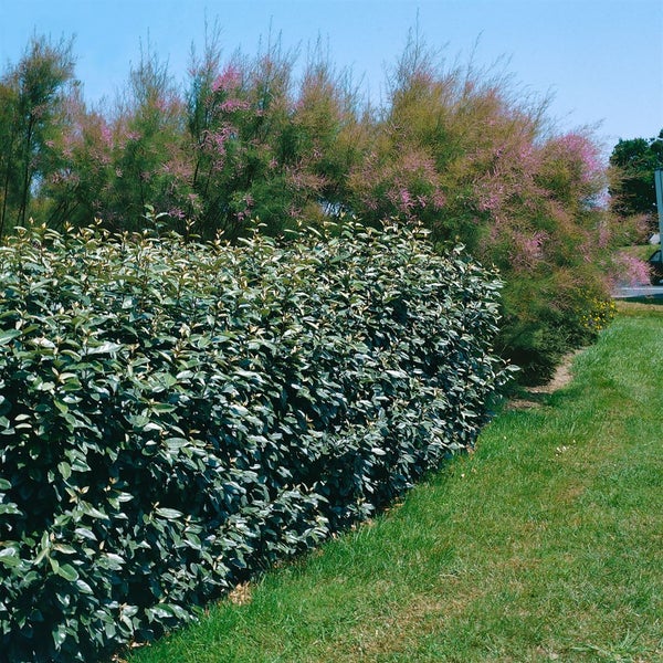 Elaeagnus ebbingei, immergrün, silbrig, 30–40 cm
