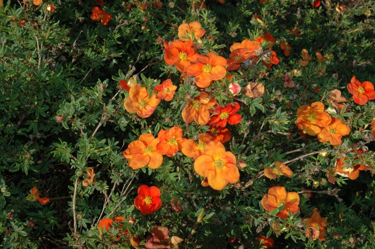 Potentilla 'Red Ace', Fingerstrauch, leuchtend rot, ca. 9x9 cm Topf