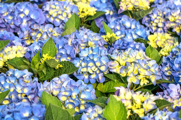 Nahaufnahme von Hortensienblüten mit Blättern