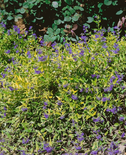 Caryopteris clandonensis 'Worchester Gold', Bartblume, goldlaubig, 30–40 cm