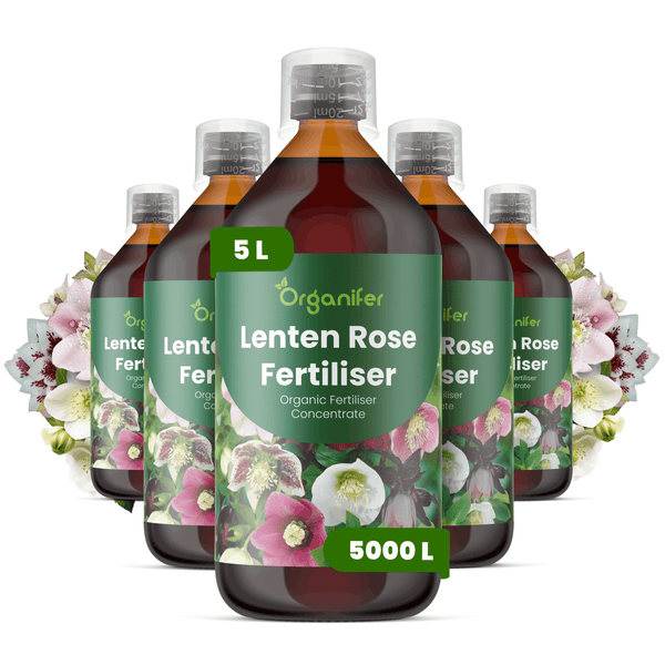 Organifer Christrosendünger, organisches Düngerkonzentrat für Helleborus Pflanzen, Set aus fünf Flaschen, insgesamt 5 Liter.