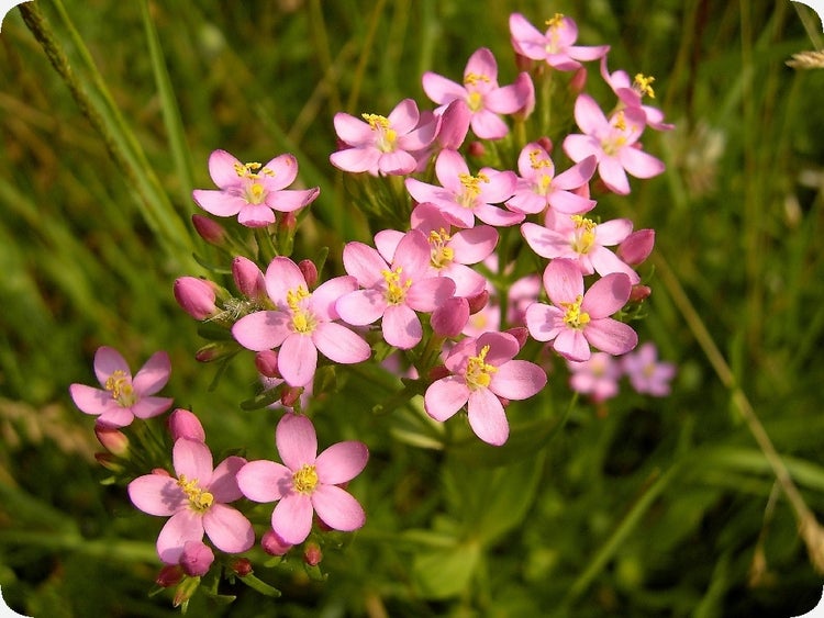 SAFLAX  - Tausendgüldenkraut - Centaurium erythraea - 250 Samen