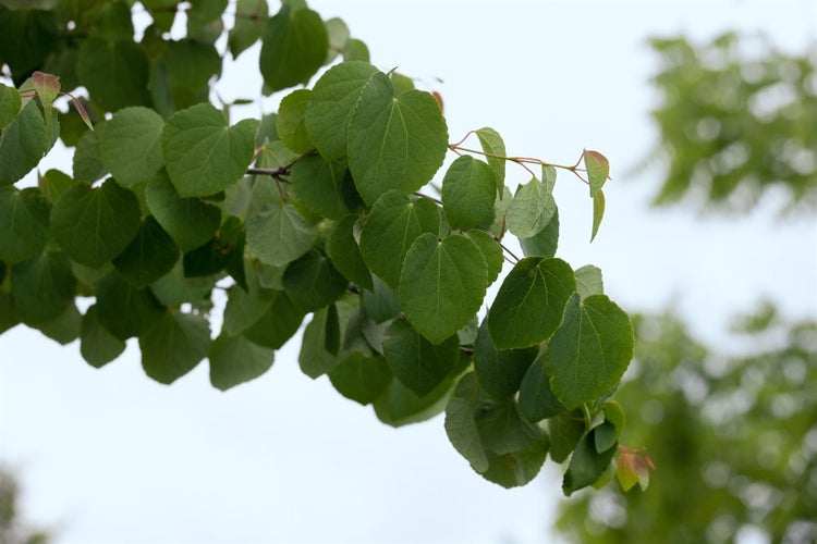 Ast eines Judasbaums mit herzförmigen Blättern im Sommer