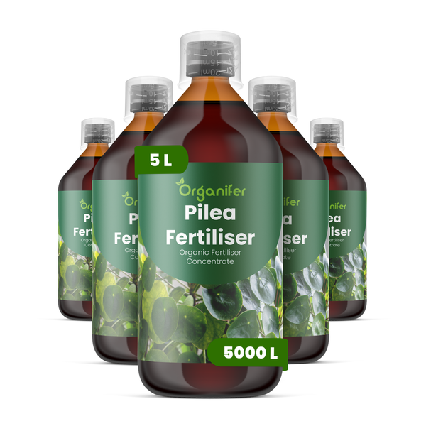 Fünf Flaschen Organifer Pilea Bio Dünger Konzentrat, insgesamt 5 Liter, ausreichend für 5000 Liter verdünnten Dünger.