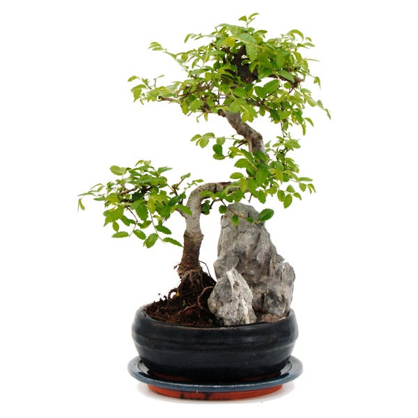 Bonsai Chinesische Ulme - Ulmus parviflora - Dekorative Felslandschaft -  ca. 6 Jahre