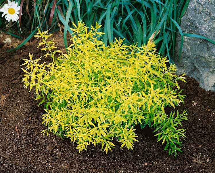 Spiraea thunbergii, Thunbergs Spiere, weiß, 40–60 cm