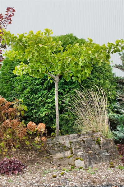 Ginkgo biloba, Fächerblattbaum, 150–175 cm