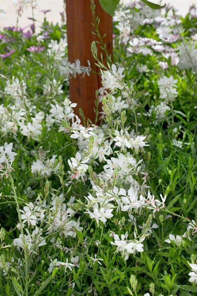 Garten mit Gaura-Pflanzen und Holzpfosten