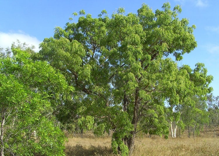 SAFLAX  - Afrikanischer Blauregen - Bolusanthus africanus - 15 Samen - Mit keimfreiem Anzuchtsubstrat
