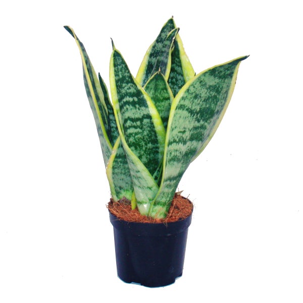 Sansevieria trifasciata - gelb-grüner Bogenhanf - 9cm Topf