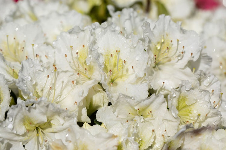 Rhododendron obtusum 'Maischnee', weiß, 20–25 cm