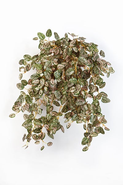 Künstliche Hängepflanze Hypoestes mit grün-rosa gepunkteten Blättern.