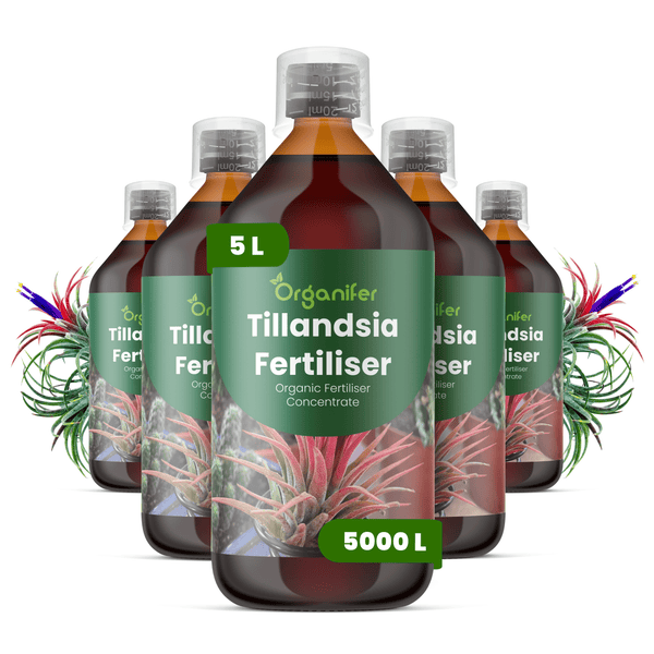 Organifer Tillandsia Dünger, organisches Düngerkonzentrat, fünf Flaschen zu je 5 Liter, ausreichend für 5000 Liter, für Luftpflanzen.