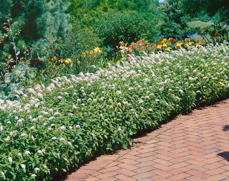 Lysimachia clethroides, Entenschnabel, weiß, ca. 9x9 cm Topf