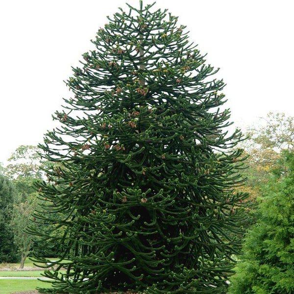 Chilenische Araukarie Araucaria araucana, auch Affenschwanzbaum genannt, als solitärer Nadelbaum mit markanten schuppenartigen Zweigen.