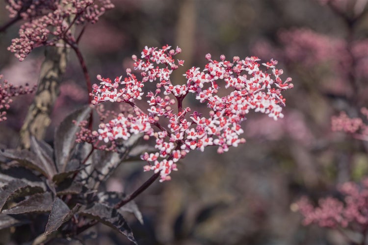 Sambucus nigra 'Black Beauty', Schwarzer Holunder, dunkelviolett, 60–100 cm
