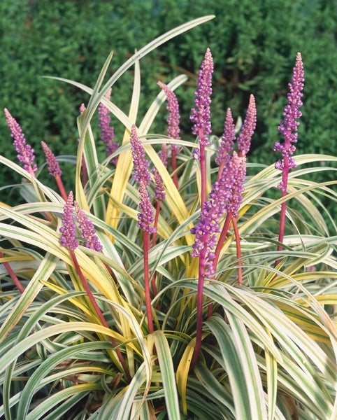 Liriope muscari, Lilientraube, immergrün, ca. 9x9 cm Topf