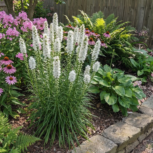 Weiße Prachtscharte Liatris spicata Alba in einem Gartenbeet mit rosa Sonnenhut, Hostas und Farnen hinter einer Steinkante.