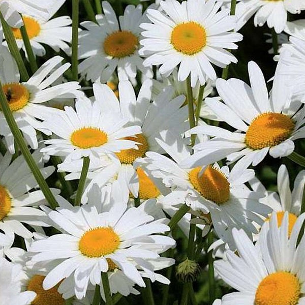 Nahaufnahme von Margeritenblüten